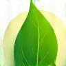 Ícone de folha verde vibrante representando ingredientes naturais